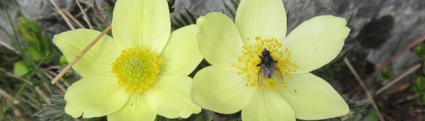 Anemone_Slider Anemone_Slider