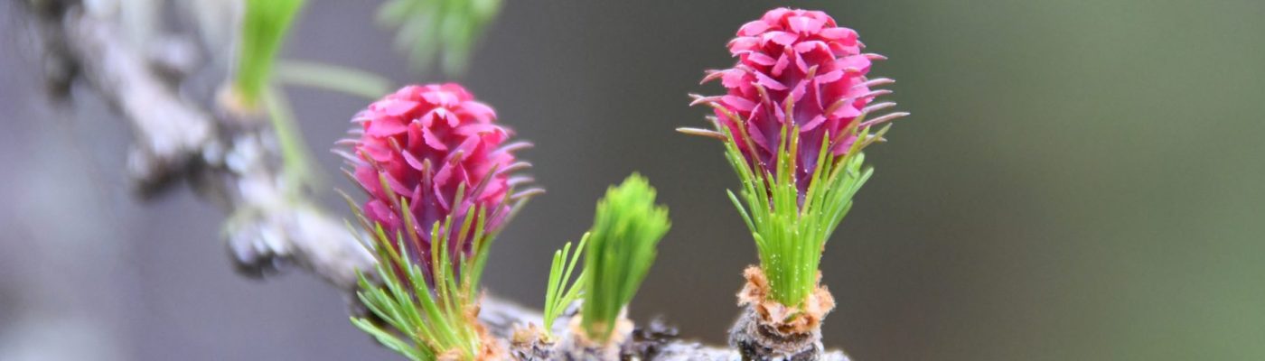 Lärchenblüte_Slider