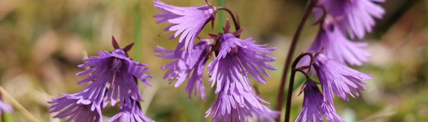 Violette_Blumen_Slider Violette_Blumen_Slider